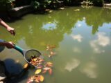 Gartenteich reinigen